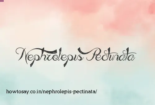 Nephrolepis Pectinata