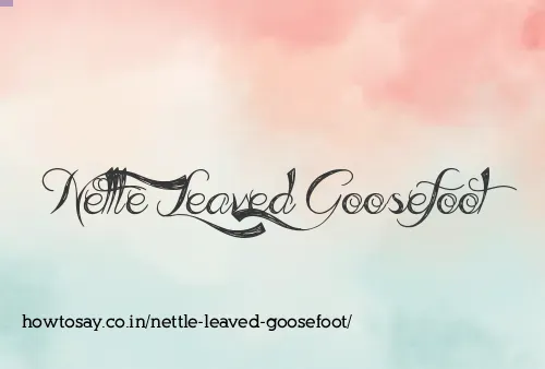 Nettle Leaved Goosefoot