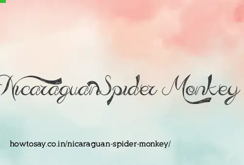 Nicaraguan Spider Monkey