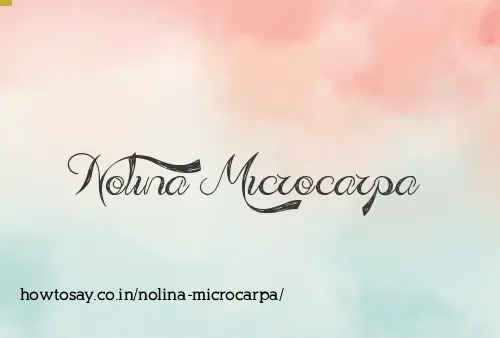 Nolina Microcarpa