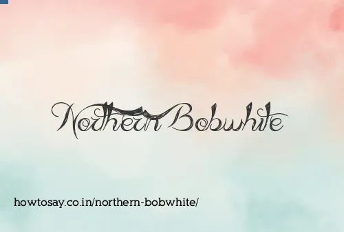 Northern Bobwhite