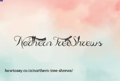 Northern Tree Shrews