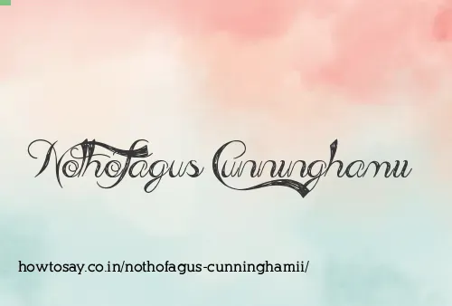 Nothofagus Cunninghamii