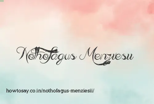 Nothofagus Menziesii