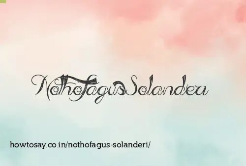Nothofagus Solanderi
