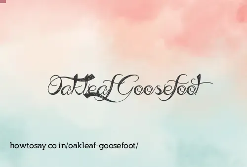 Oakleaf Goosefoot