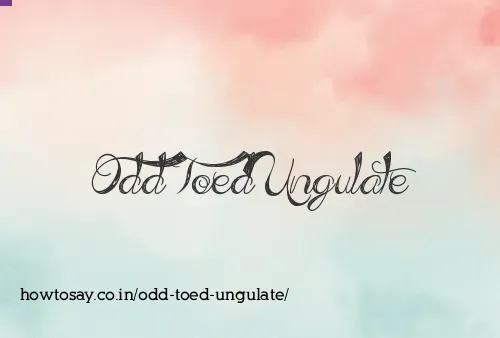 Odd Toed Ungulate