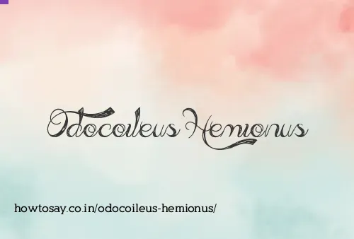Odocoileus Hemionus