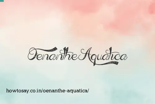 Oenanthe Aquatica
