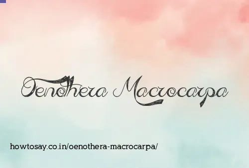 Oenothera Macrocarpa
