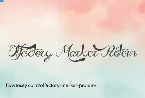 Olfactory Marker Protein