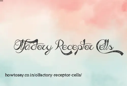 Olfactory Receptor Cells