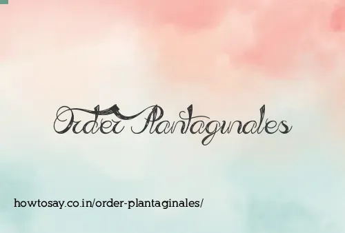 Order Plantaginales