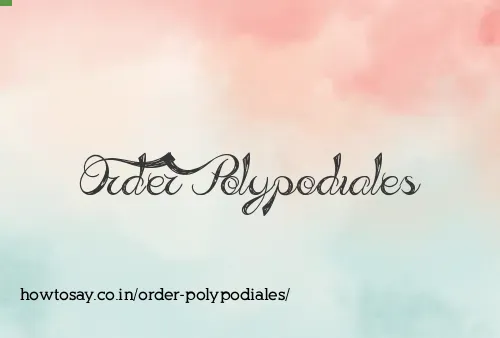 Order Polypodiales
