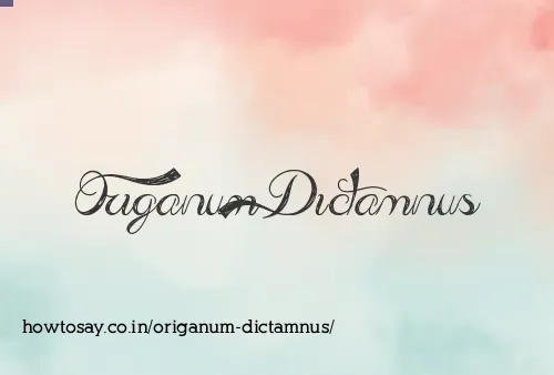 Origanum Dictamnus