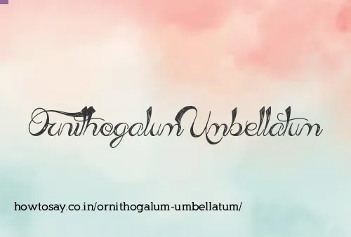 Ornithogalum Umbellatum