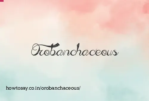 Orobanchaceous