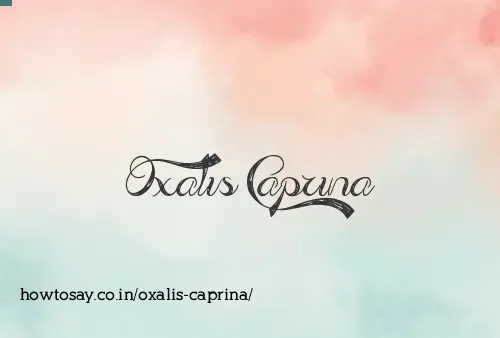 Oxalis Caprina