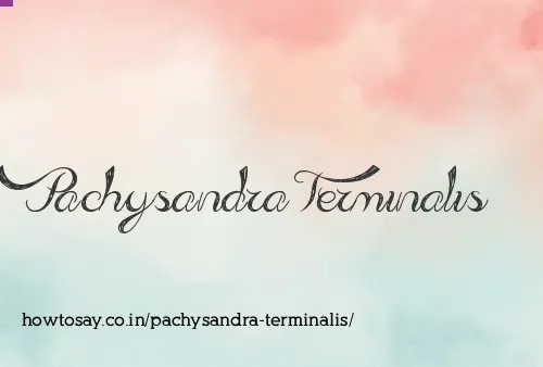 Pachysandra Terminalis