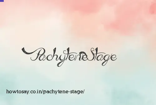 Pachytene Stage