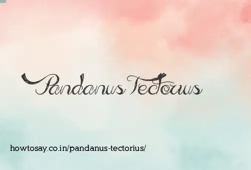 Pandanus Tectorius