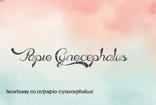 Papio Cynocephalus
