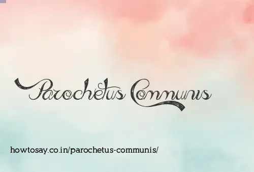 Parochetus Communis
