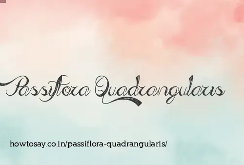 Passiflora Quadrangularis