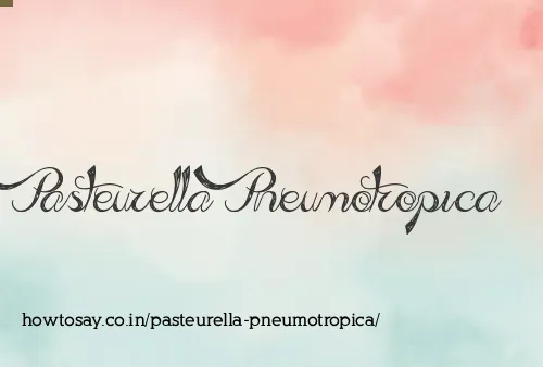 Pasteurella Pneumotropica
