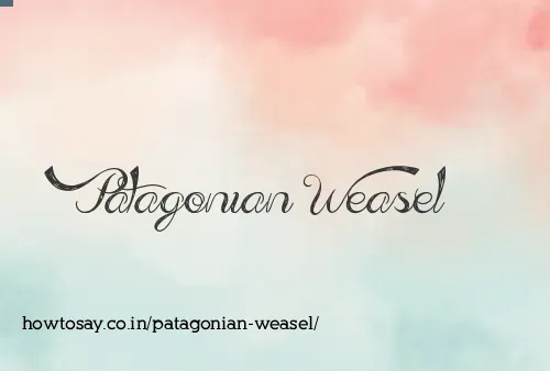Patagonian Weasel