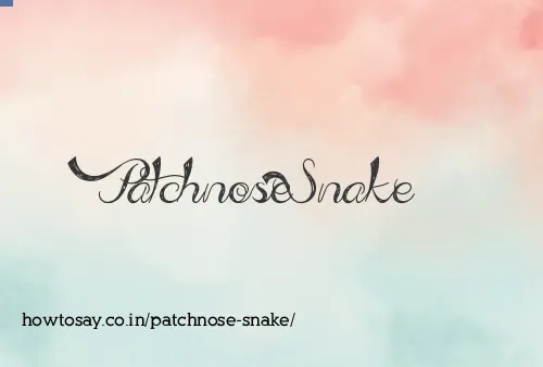 Patchnose Snake