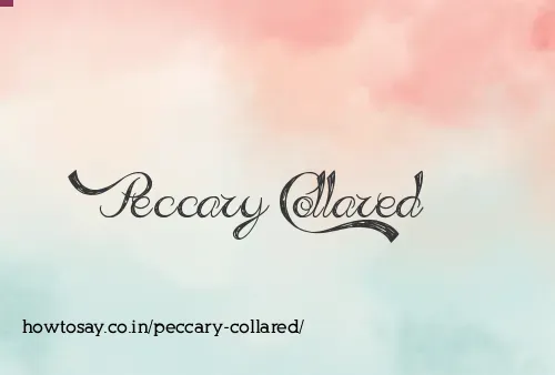 Peccary Collared