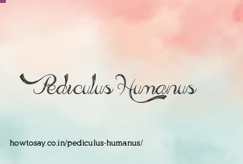 Pediculus Humanus