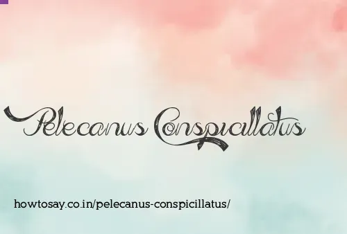Pelecanus Conspicillatus