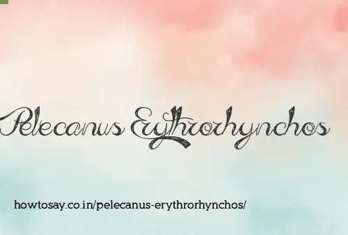 Pelecanus Erythrorhynchos