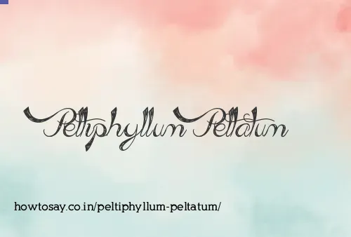 Peltiphyllum Peltatum