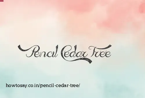 Pencil Cedar Tree