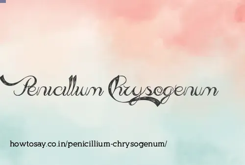Penicillium Chrysogenum