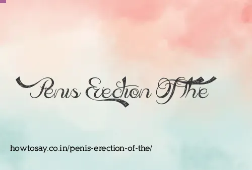 Penis Erection Of The