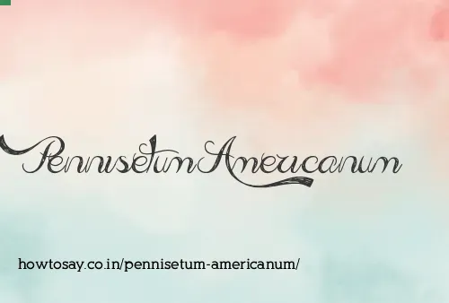 Pennisetum Americanum