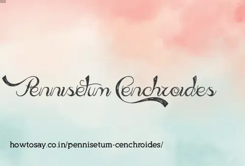 Pennisetum Cenchroides