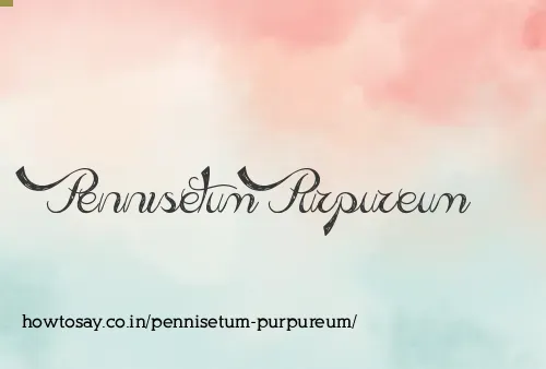 Pennisetum Purpureum