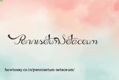 Pennisetum Setaceum