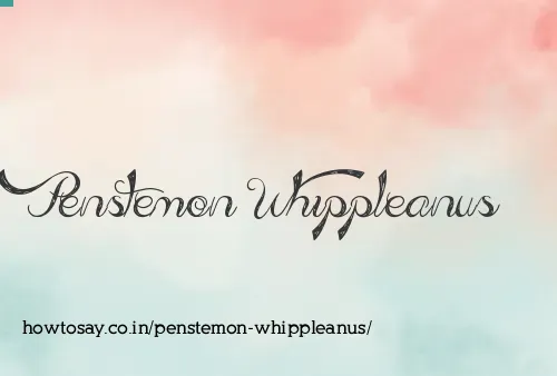 Penstemon Whippleanus