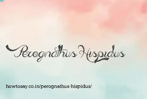 Perognathus Hispidus