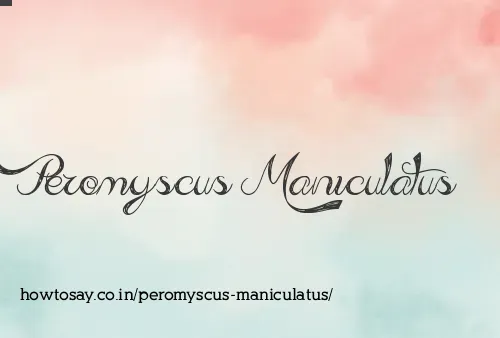 Peromyscus Maniculatus
