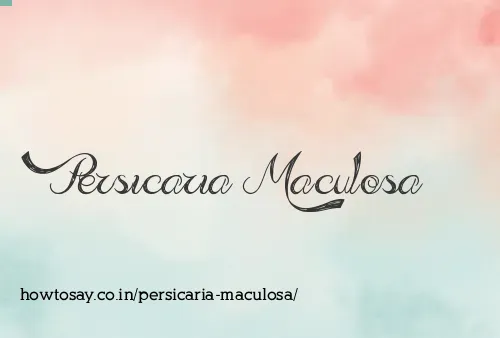 Persicaria Maculosa