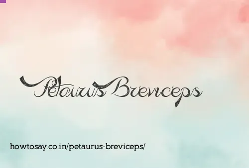 Petaurus Breviceps