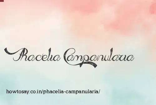 Phacelia Campanularia