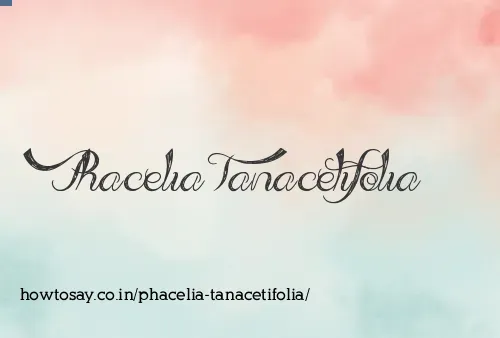 Phacelia Tanacetifolia